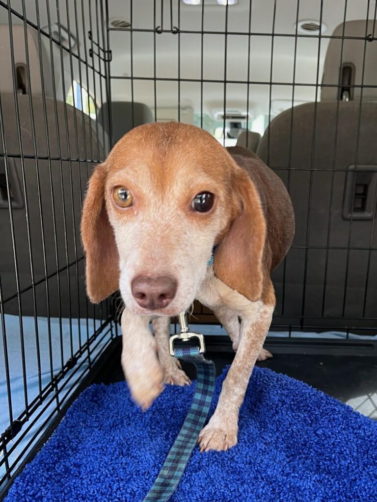 Mary-Vet #A22-6036: Female Dog